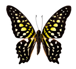 The Tailed Jay (Grapbium agamemnon) Butterfly Top View on white background.