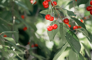 Branches of cherry tree with ripe berries