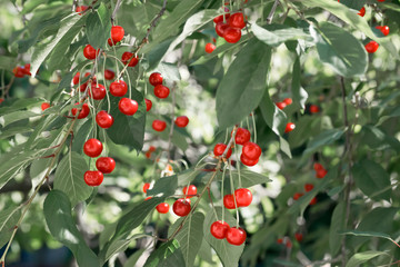 Branches of cherry tree with ripe berries