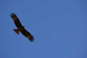 ワシと青空