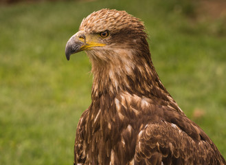 Fototapeta premium Brown Eagle Closeup Portrait.