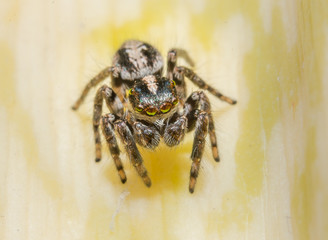 Jumping Spider