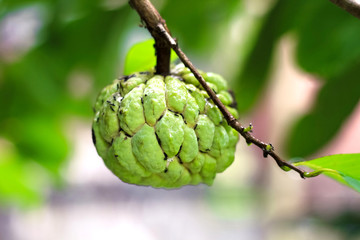 Sugar Apple (custard apple, Annona, sweetsop) on the tree