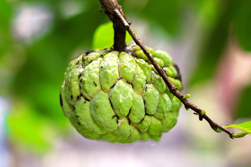 Fototapeta premium Sugar Apple (custard apple, Annona, sweetsop) on the tree