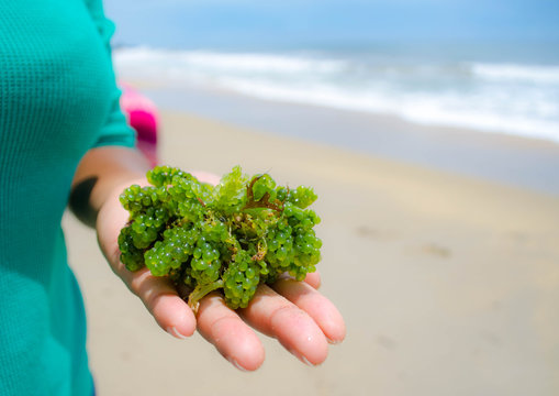 Caulerpa lentillifera - sea grapes or green caviar.