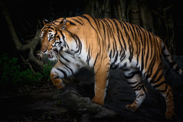 Obraz na płótnie Canvas Close up tiger.