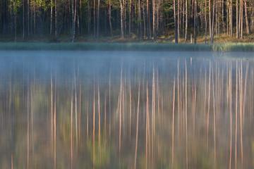 Forest reflecting to small lake at morning