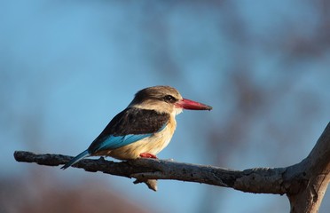 Brown Hooded Kingfisher