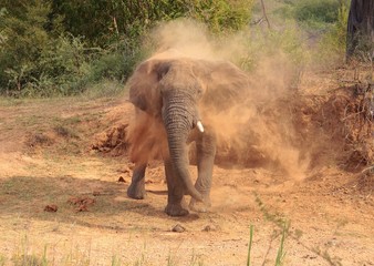 Obraz premium Loxodonta Africana Dust Bath
