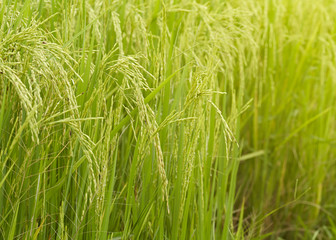 Close-up of riceplant