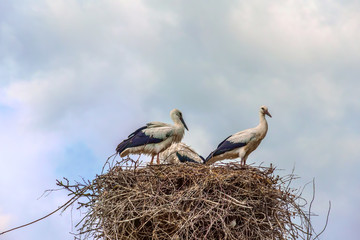 Stork in a nest against the sky and clouds