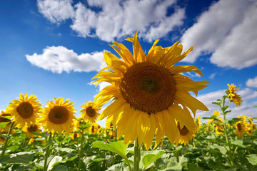große Sonnenblumen