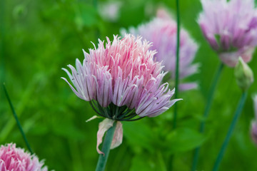 Lilac flower wild onion closeup, summer landscape
