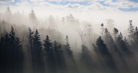 Fototapeta premium Trees and fog