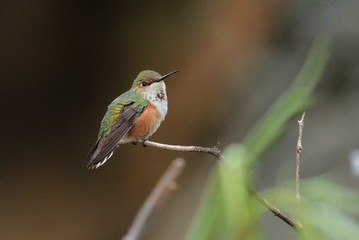 Rufous Hummingbird