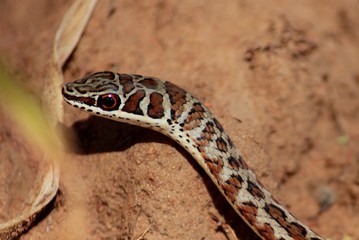Striped Bellied Sand Snake