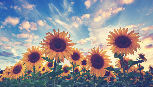 nat&uuml;rliche Sommerlandschaft