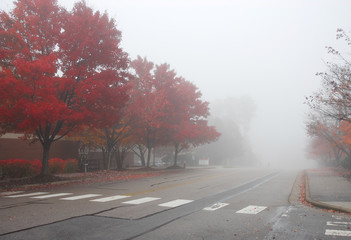 autumn street with red maple trees in fog morning