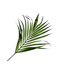 green leaf of palm tree isolated on white background