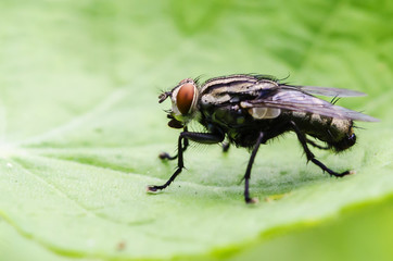Naklejka premium Black flies are hanging on green leaves.