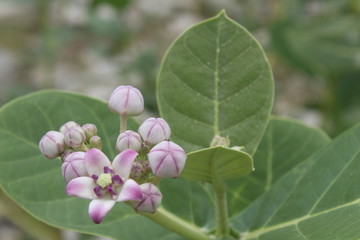 Lord garland Flower