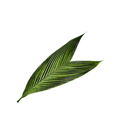 green leaf of palm tree isolated on white background