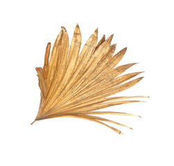 leaf of palm tree isolated on white background