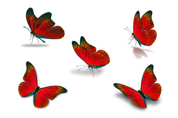 Naklejka premium piąty czerwony motyl