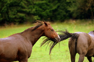 tail attack, chestnut Quarter Horse looking funny while it is beaten by the tail of another horse