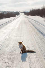 Fox on snow in winter