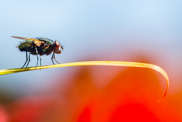 Green Bottle Fly (Lucilia sericata) in profile perched on a thin leaf with a colorful background