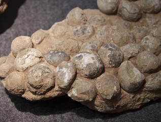 発掘された恐竜の化石