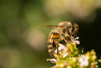 Honeybee (Apis mellifera) pollinating  oregano flowers