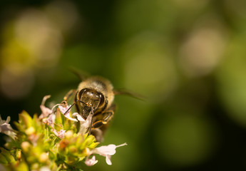 Honeybee (Apis mellifera) pollinating  oregano flowers
