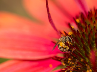 Tiny Sweat Bee (Halictidae) on a bright pink Echinacea flower