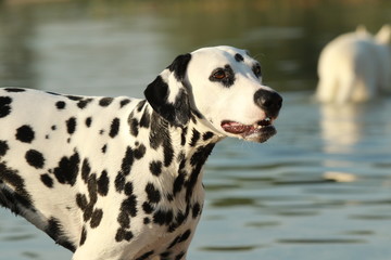 Dalmatian dog in the water in a lake