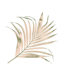 Fototapeta premium green leaf of palm tree isolated on white background