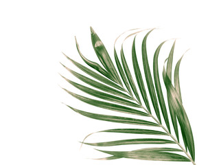 Obraz premium green leaf of palm tree isolated on white background