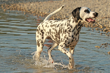 Dalmatian dog running in a lake