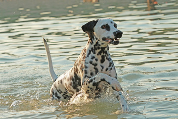 Dalmatian dog running in a lake