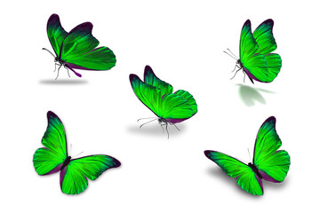 fifth green butterfly