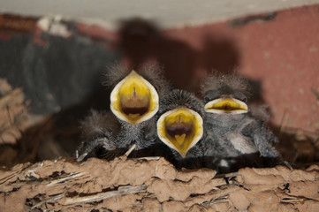 Swallow's chicks