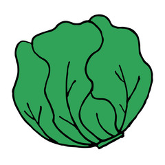 Head of cabbage icon. Agricultural farming, natural harvest vector illustration