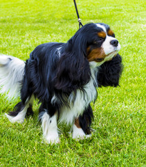 Cavalier King Charles Spaniel. Portrait of cavalier King Charles Spaniel.