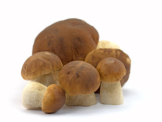 Steinpilze, Boletus, Ceps, Mushrooms