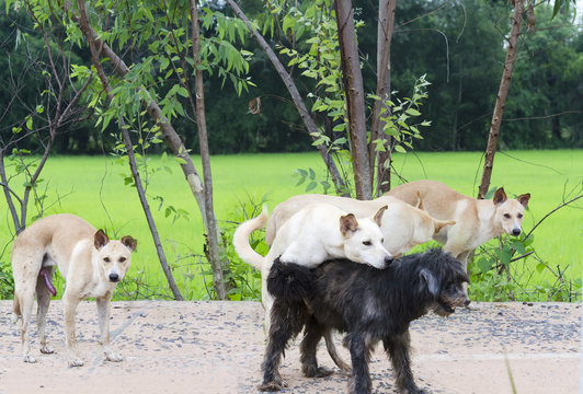 Mating of dogs.Make sense of awareness and breeding of animals..Expression of love and bondage love and sex.