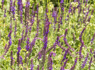 sunny violet flowers