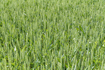 full frame cornfield closeup