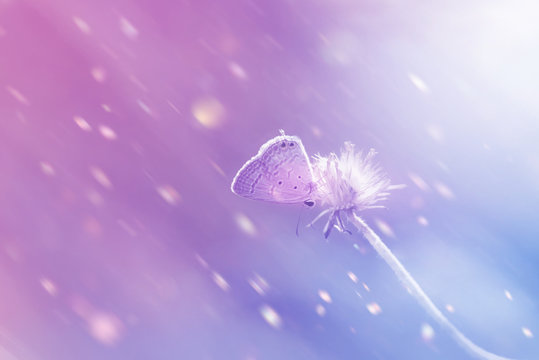 Beautiful butterfly on a flower have blurry background. Dreamy romantic artistic image spring or summer.