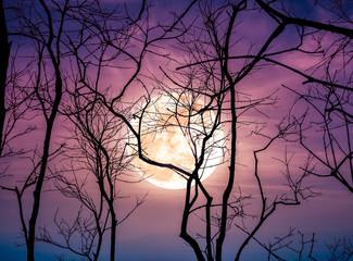 Night landscape of sky with bright super moon behind silhouette of dead tree.